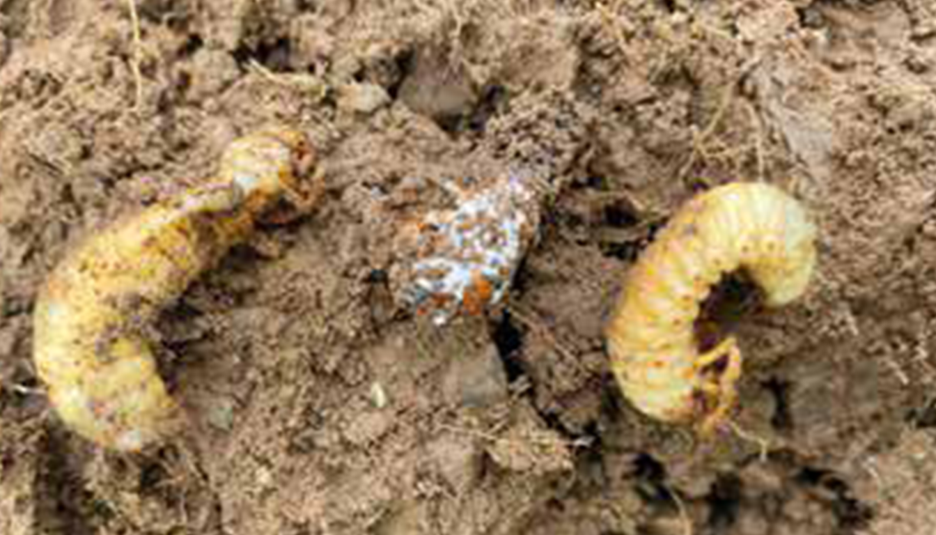 BÖVI, účinný boj s pôdnymi škodcami